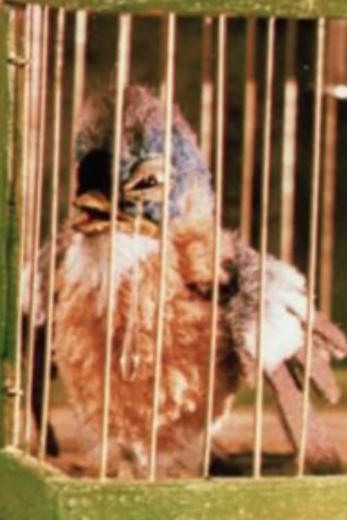 Gazouilli, petit oiseau animación