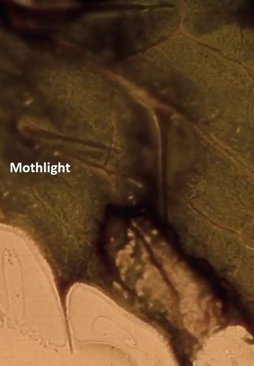 Mothlight animación