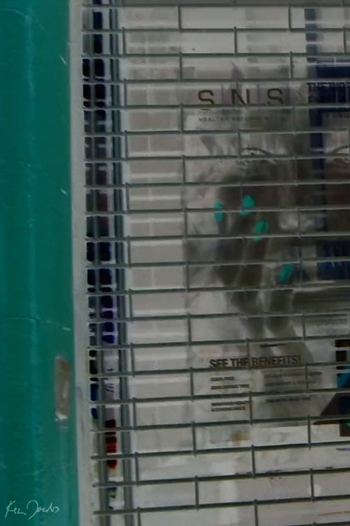 Storefront animación