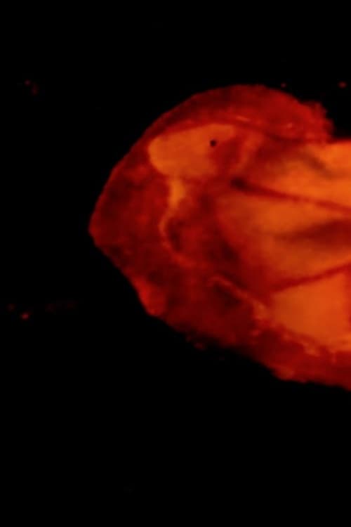 Under the Microscope animación